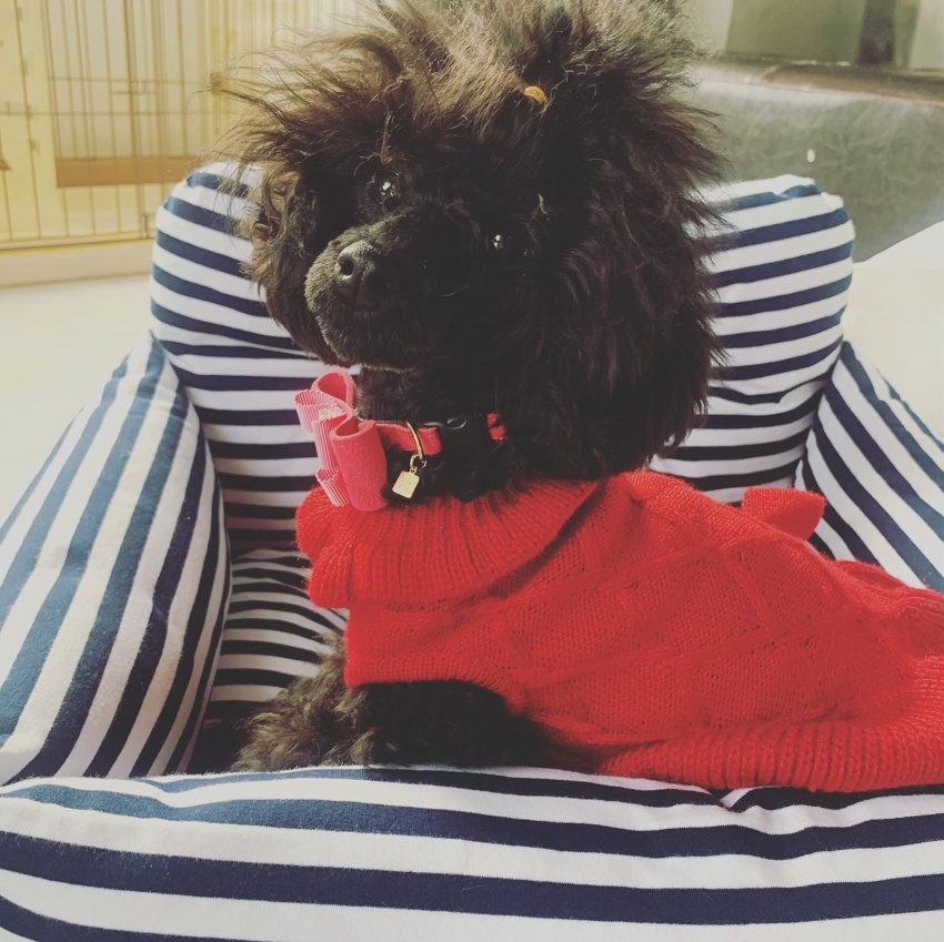 トイプードルブリーダー 坂井市