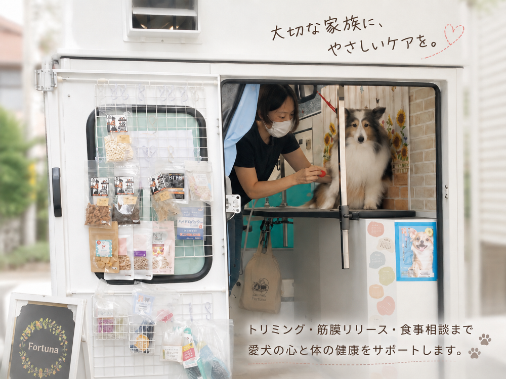 埼玉県三郷市のトリミングカー&サロンFortunaで、トリマーがシェルティーをケアしている様子。来店・出張トリミング、犬の筋膜リリース、食事相談など愛犬の健康をサポートしています。