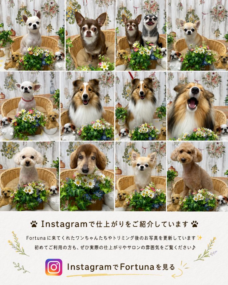 埼玉県三郷市のトリミングカー&サロンFortuna公式Instagram。トリミングしたワンちゃんの写真や施術の様子、犬の筋膜リリース、日々のケア情報を紹介しています。