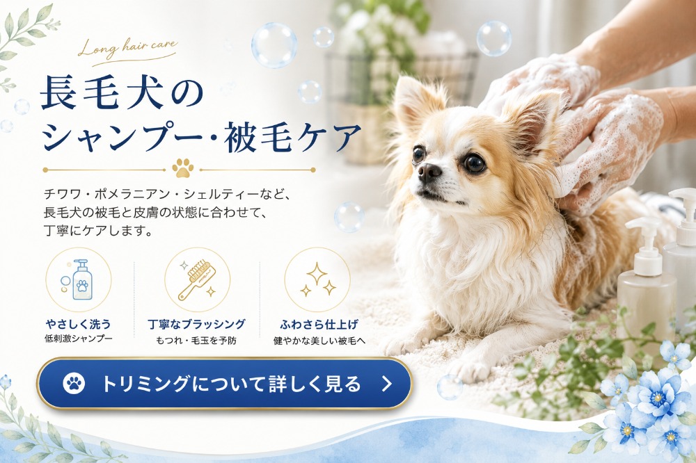 三郷市のトリミングカー&サロンFortunaの長毛犬シャンプー・被毛ケア。チワワ・ポメラニアン・シェルティーなど、犬の毛量や毛質、皮膚・被毛の状態に合わせて丁寧にケアします。