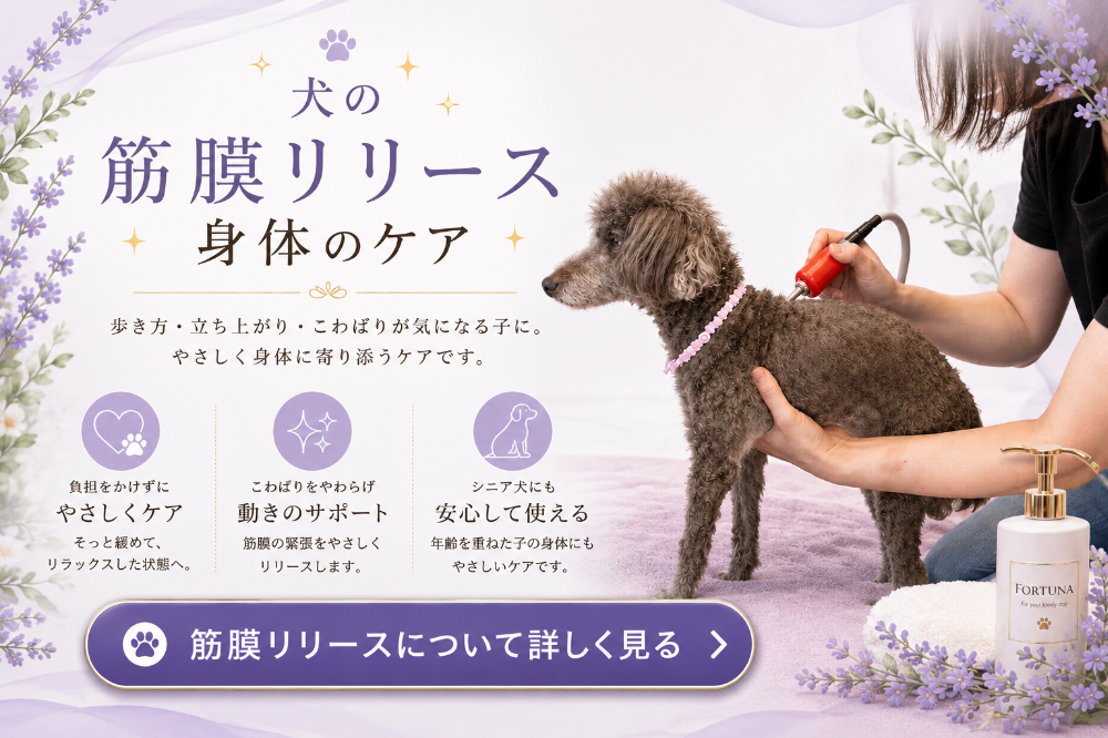 埼玉県三郷市のトリミングカー&サロンFortunaの犬の筋膜リリース・身体ケア。シニア犬や身体の動きが気になる愛犬に、その日の状態に合わせてメディセルを使用したやさしいケアを行っています。