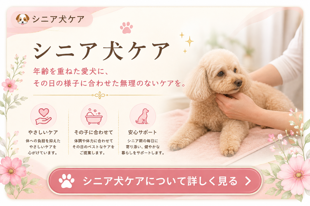 埼玉県三郷市のトリミングカー&サロンFortunaのシニア犬ケア。年齢を重ねた愛犬の体調やその日の様子に合わせ、無理のないトリミングと身体ケアを行っています。