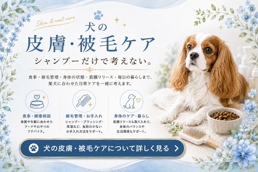 埼玉県三郷市のトリミングカー&サロンFortunaの犬の皮膚・被毛ケア。キャバリアなどの長毛犬を中心に、シャンプー・被毛のお手入れ・食事・筋膜リリース・生活環境など、愛犬全体を見ながら日常のケアを一緒に考えます。