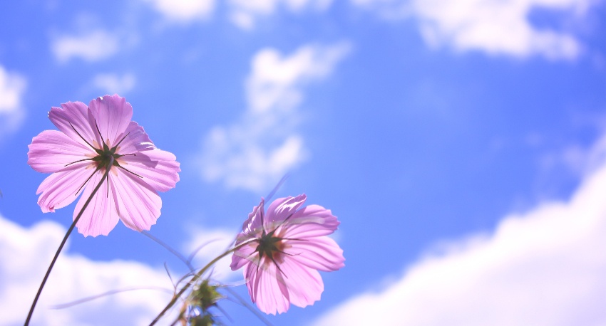 青空に向かって咲くピンクの小花