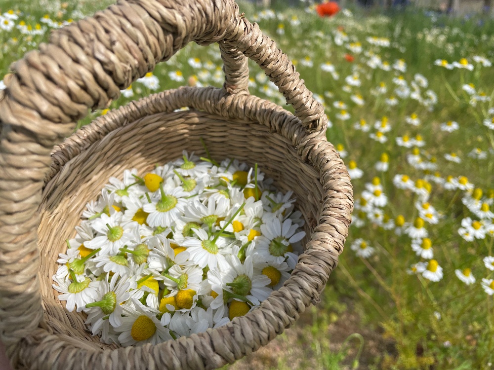 時期になると有機カモミール摘みができます。