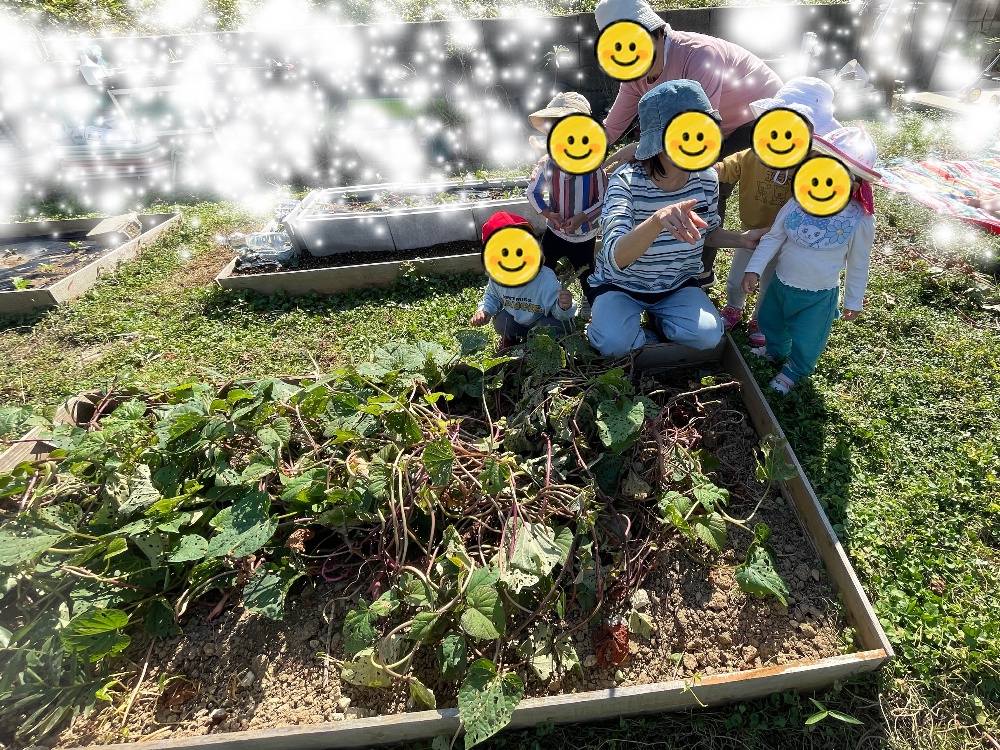 お芋掘り体験をしました。