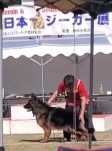 主な賞歴☆主な賞歴・PD幼犬小1席、JPDS(SVジャッジ)幼犬A1席、JSVスーパーランデス若犬1席