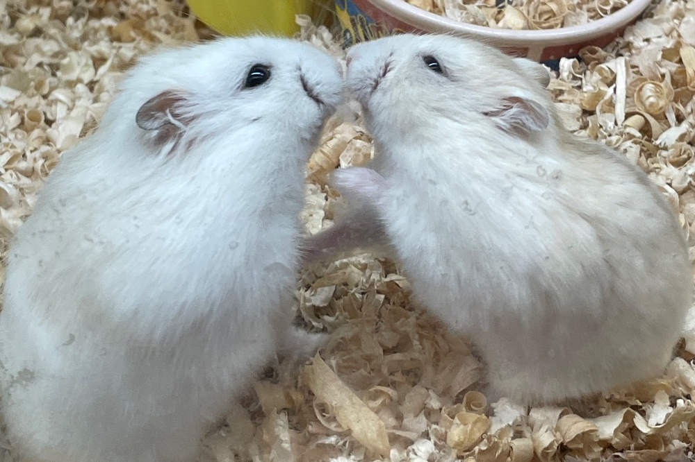 仔猫、ラガマフィン、猫