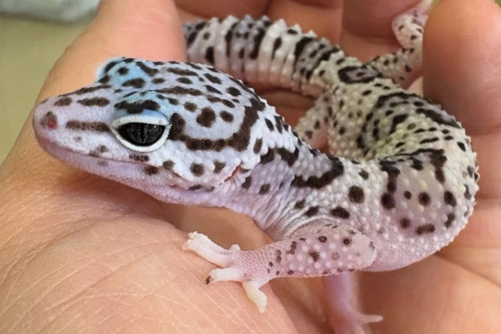 仔猫、ラガマフィン、猫