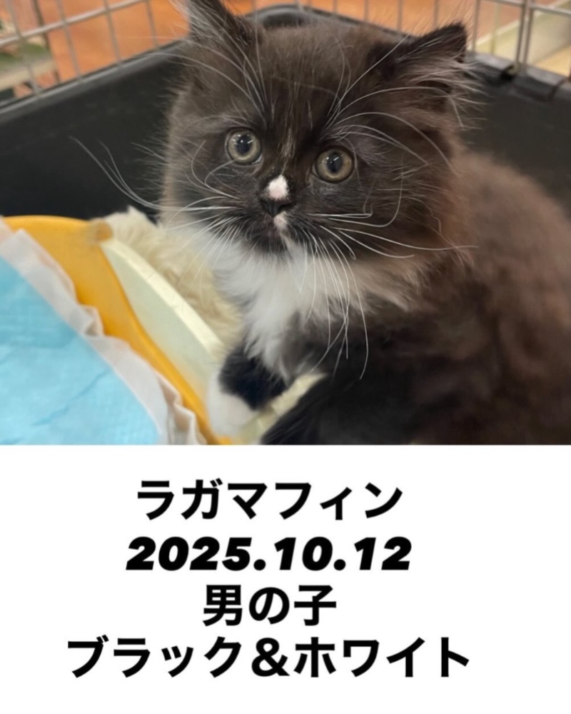 仔猫、ラガマフィン、猫