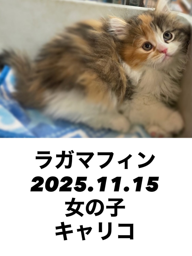 仔猫、ラガマフィン、猫