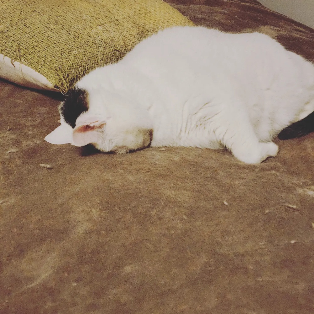 顔面を毛布にくっつけて変な格好で寝る保護猫