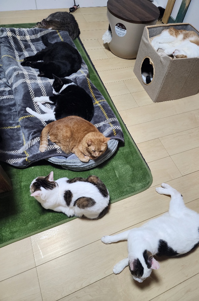 きれいなお部屋にいる猫