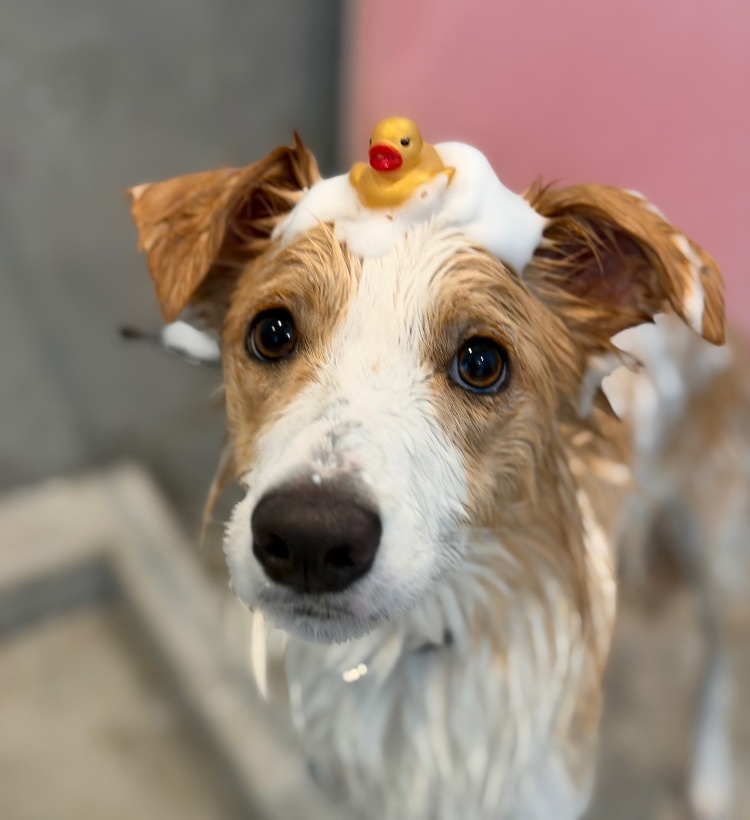 仙台市犬のグルーミング
