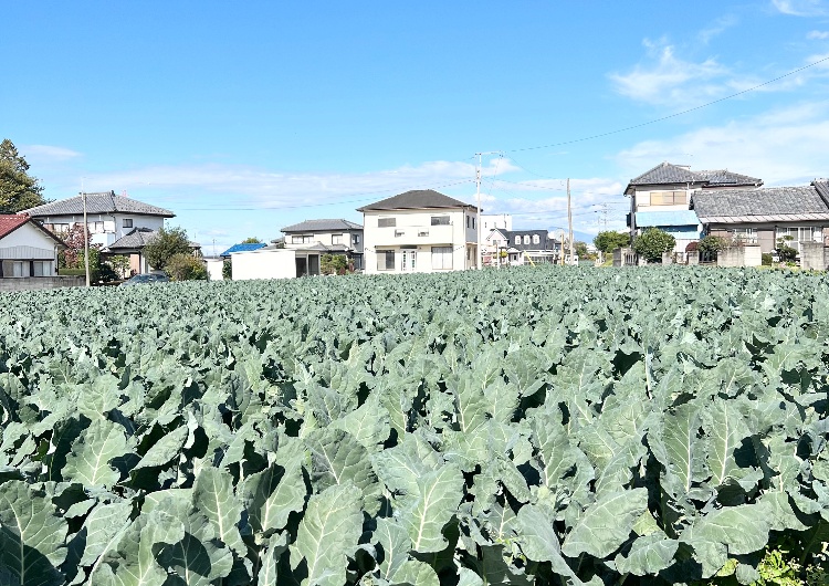 ブロッコリー畑