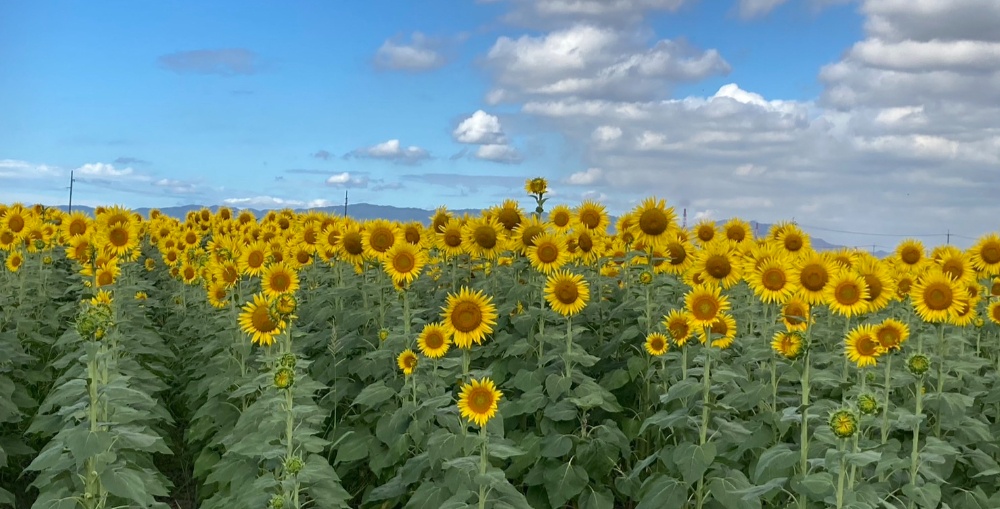 相談支援事業所りんく