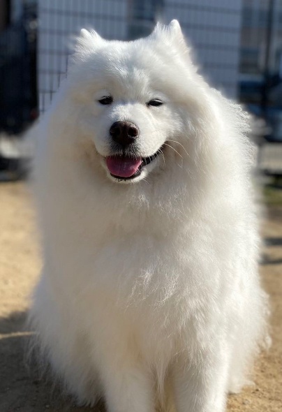 看板犬サモエドのちび