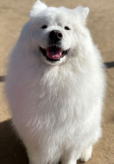 看板犬サモエドのまめ(ちびの息子)