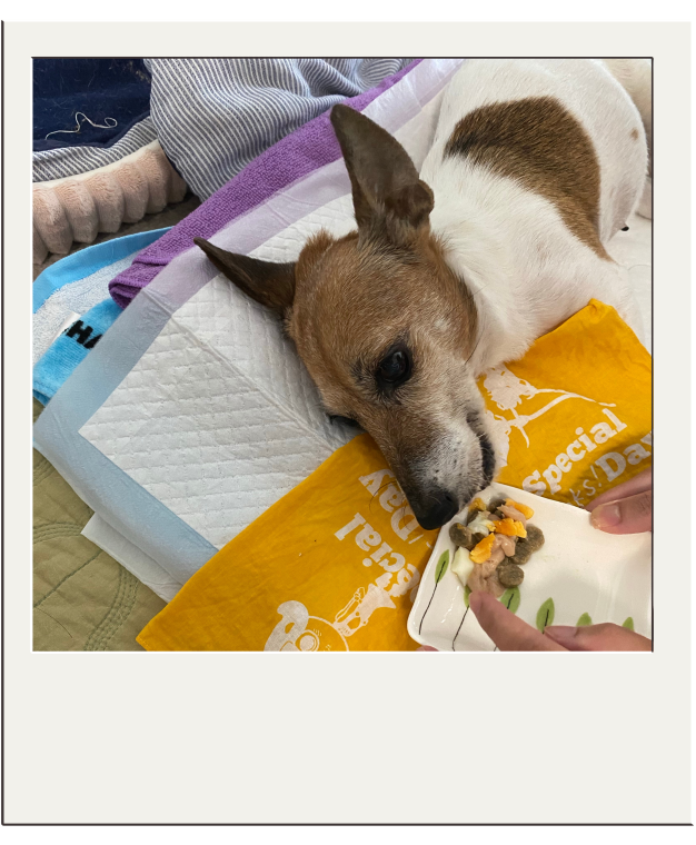 老犬介護 ペットシッター 熊谷 老犬