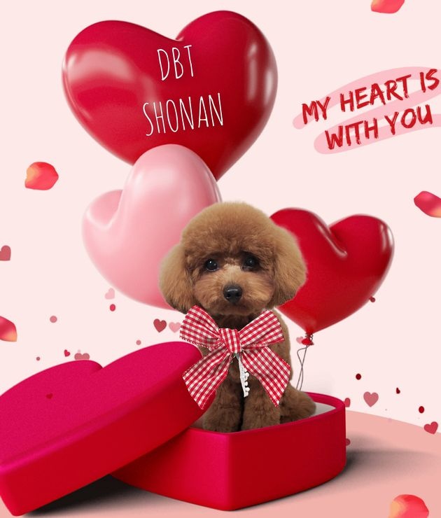 茅ケ崎市ドッグトリミングサロン トイプードルカット デザインカット