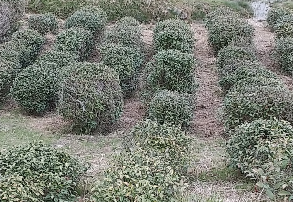 まるあ体感茶園の歩きやすい茶畝の写真