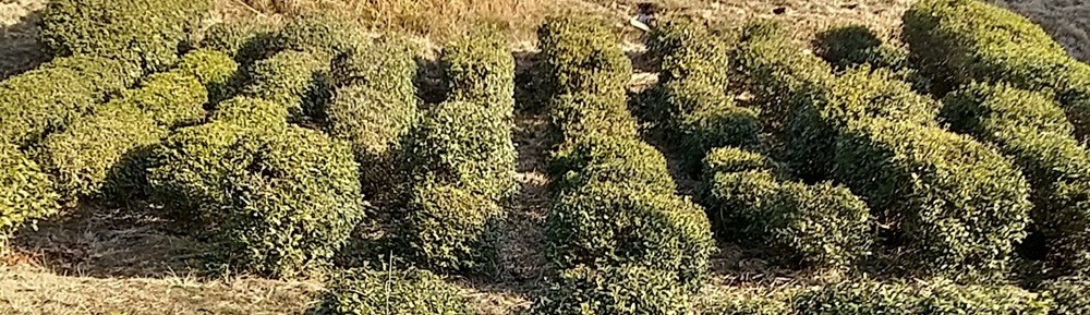 まるあ体感茶園の歩きやすい茶畝の写真