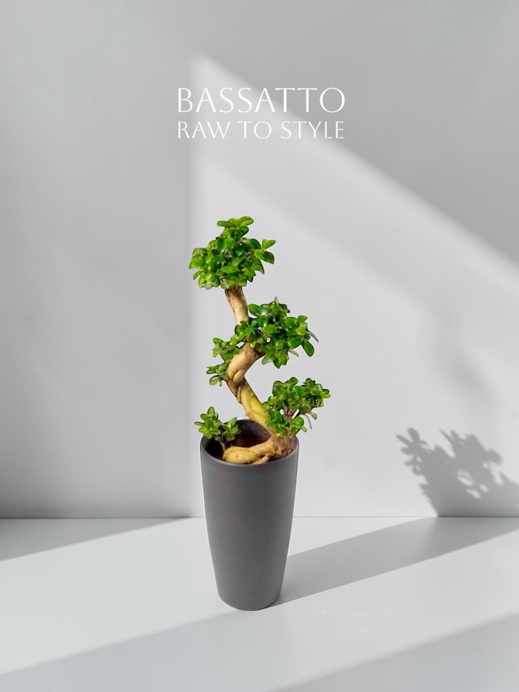 市場直送で仕入れた観葉植物の個体差や育った枝ぶりをそのまま提案するBASSATTOのブランドストーリー用メインビジュアル。RAWとGROWNの魅力を表現。