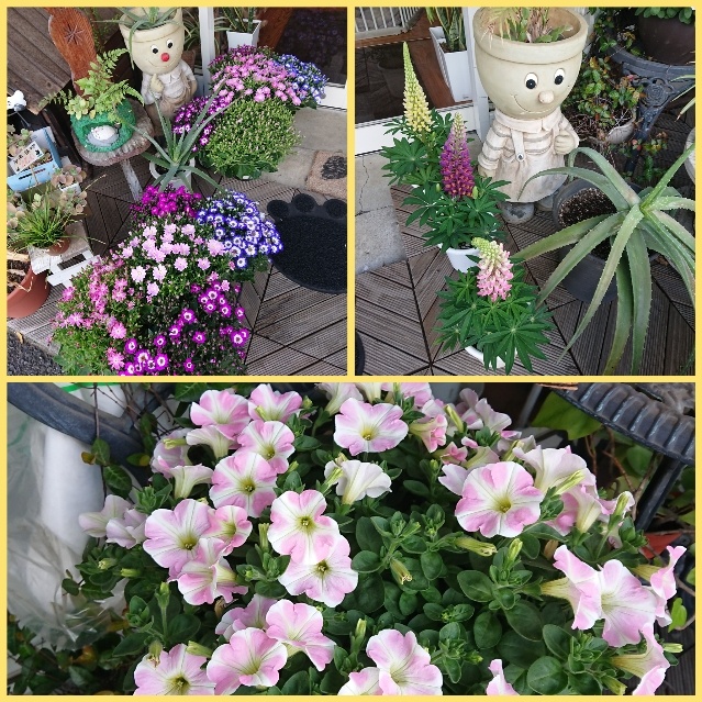 町田 トリミング ペットホテル ワンコ