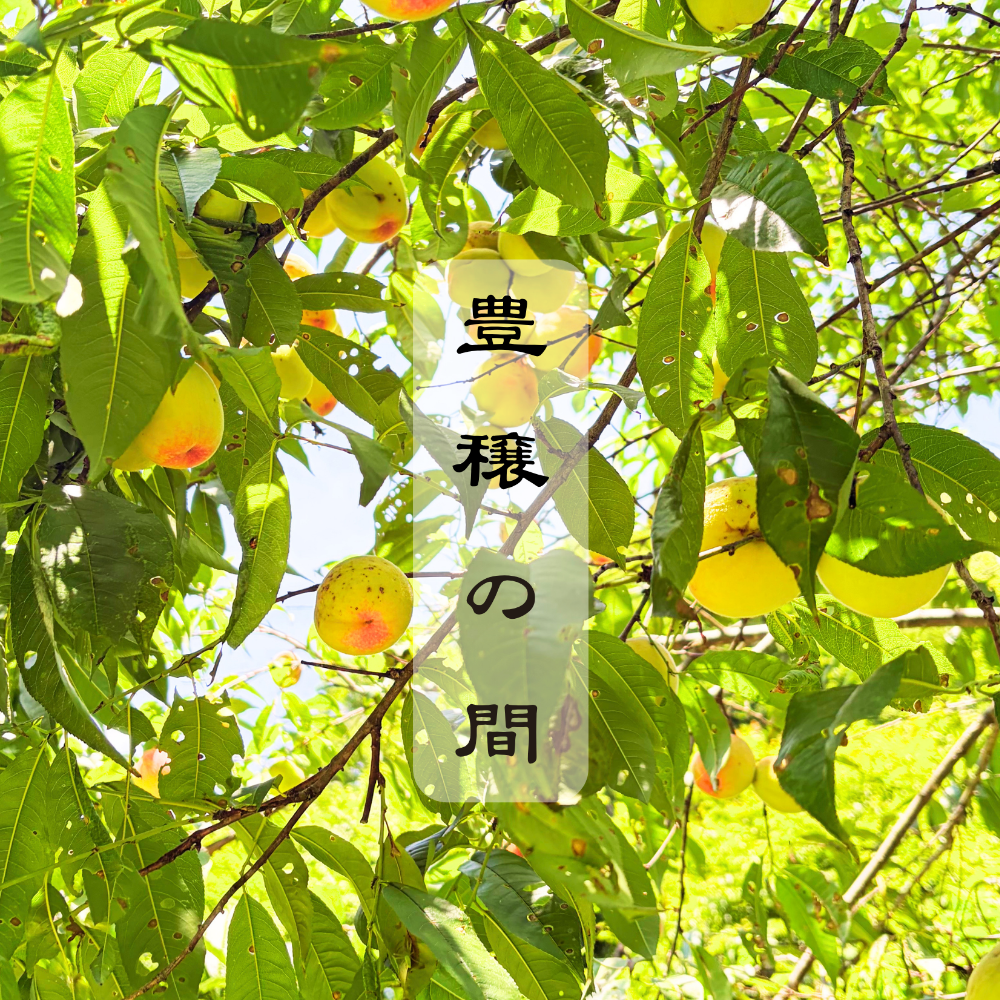 山暮らし 自然農法 パーマカルチャー カタカムナ 無農薬 農業体験