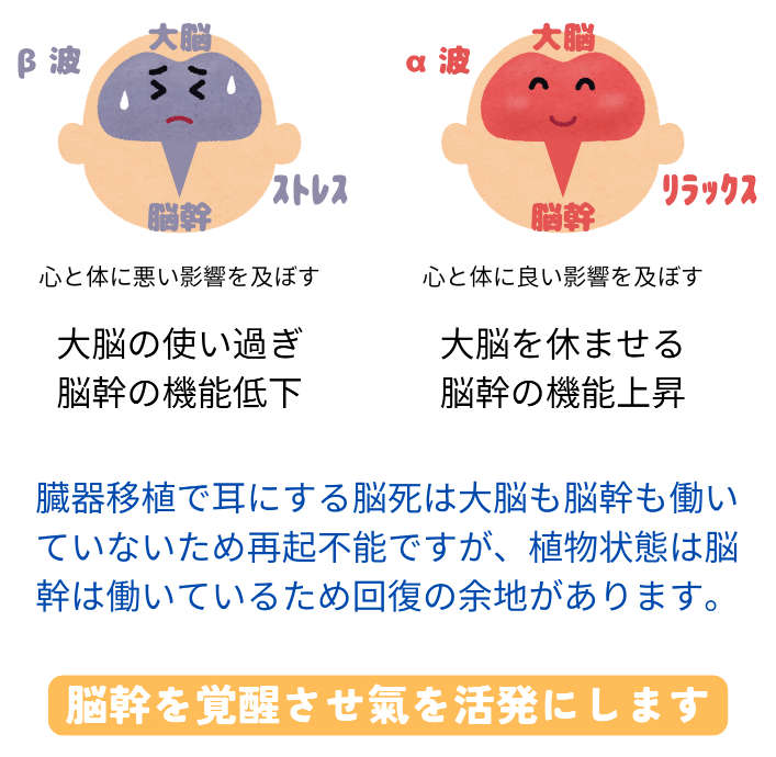 脳幹を覚醒させ氣を活発にします