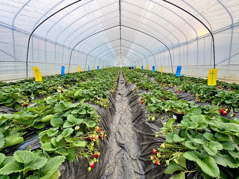 ハウスの中の様子