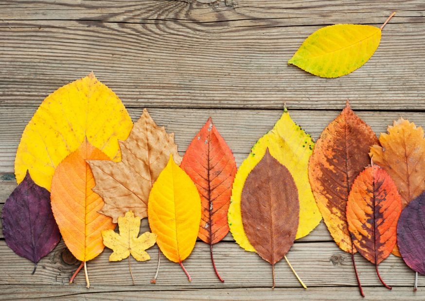 秋 落ち葉 すずらんピアノ