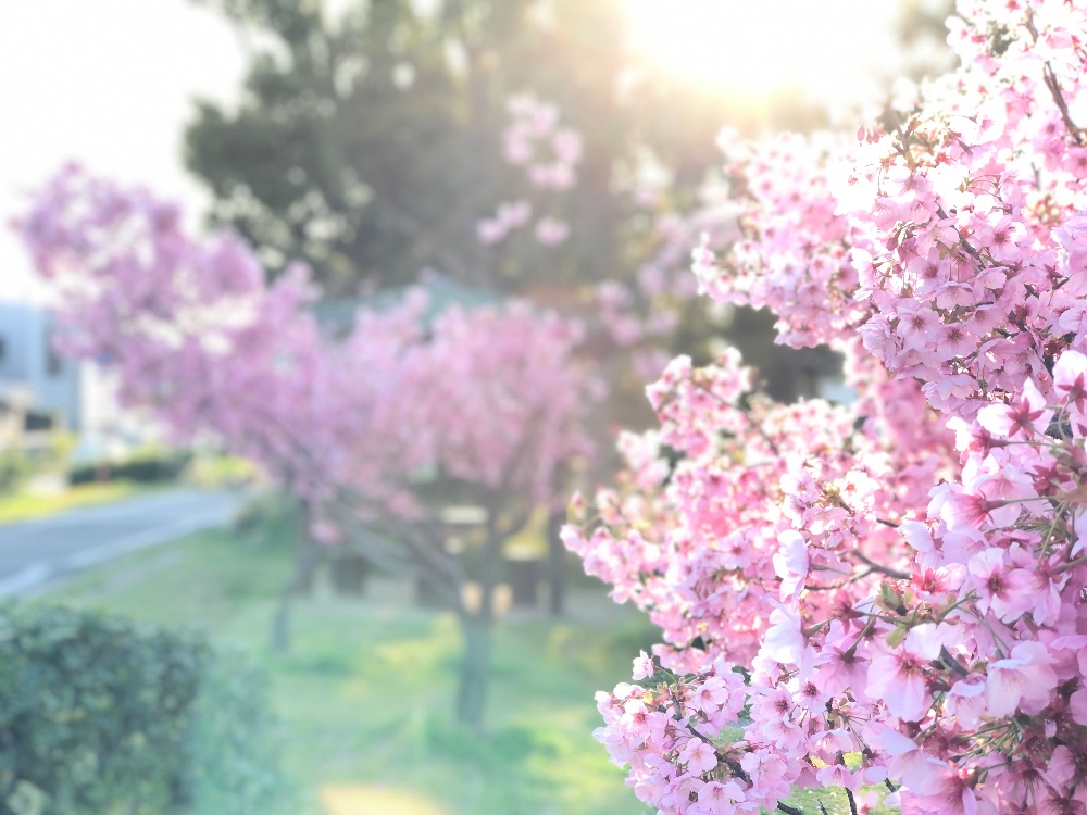 【 花灯り 】俳句の「春」の季語。暗い夜道を夜桜があかりの様に照らす様。