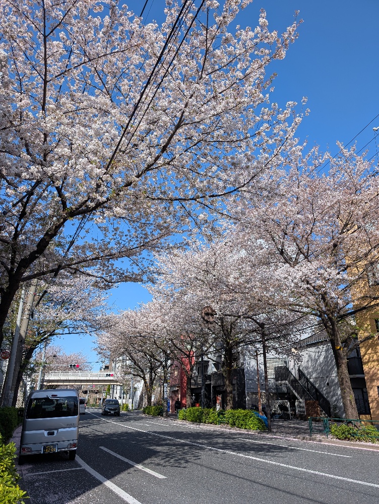 中野区中野通り沿いの歴史ある桜並木