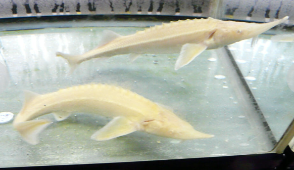 チョウザメ、ベステルチョウザメ、コチョウザメ、ロシアチョウザメ