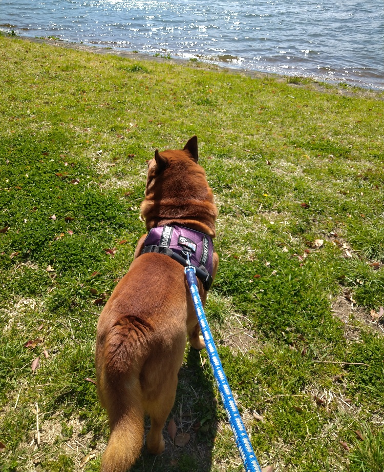 埼玉県ペットシッター