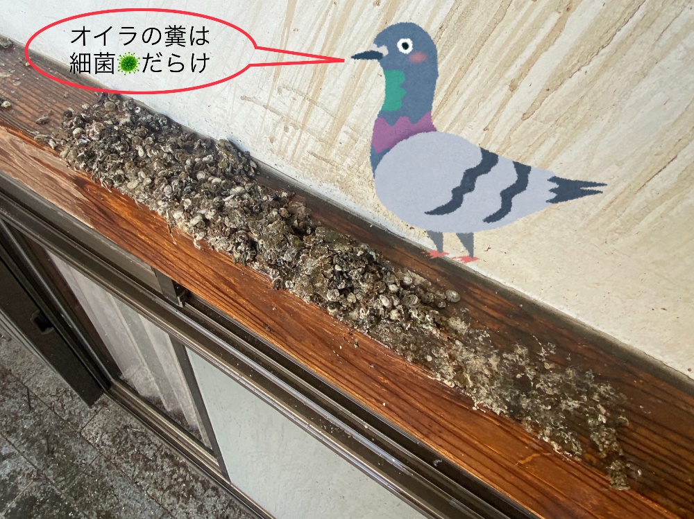 鳩 対策
