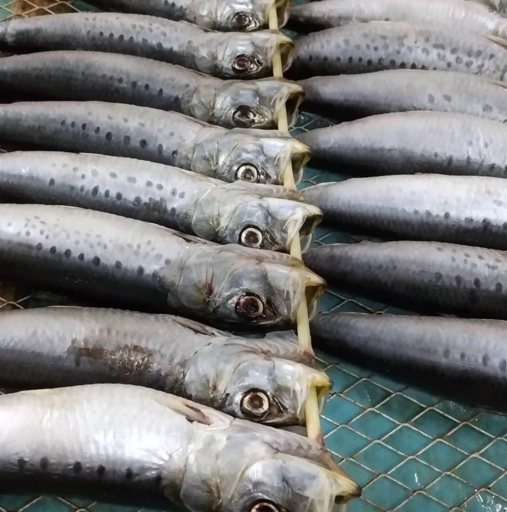 真いわし丸干し