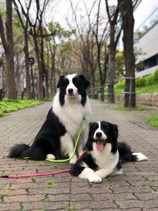Borderlane Border Collies Japan
