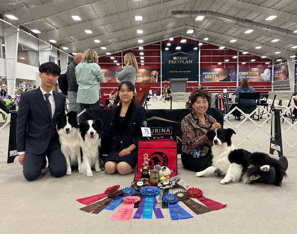 Borderlane 
Border Collies 
Japan