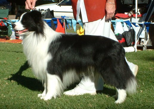 Grand Parade | Borderlane Border Collies Japan