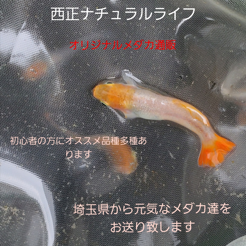 めだかのバタ子】極上 MDS光の舞 - 魚類、水生生物