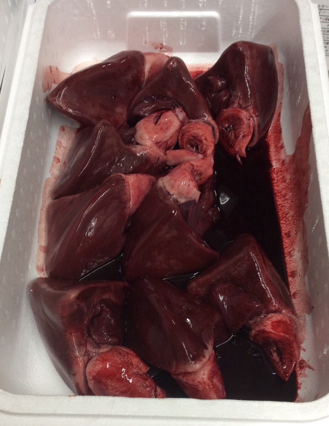 商品紹介 松野鮮魚店