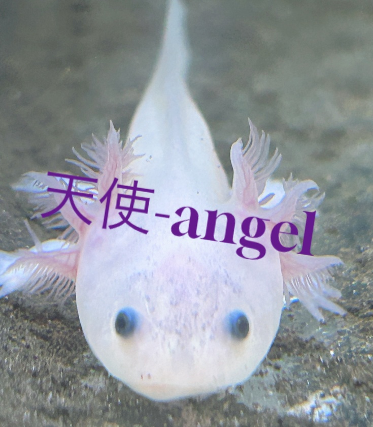 天使-Angel