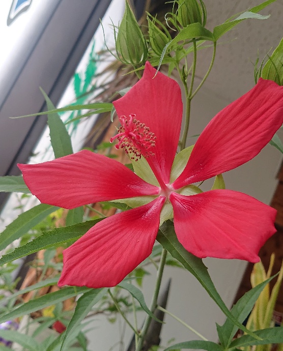 モミジアオイの赤いお花
