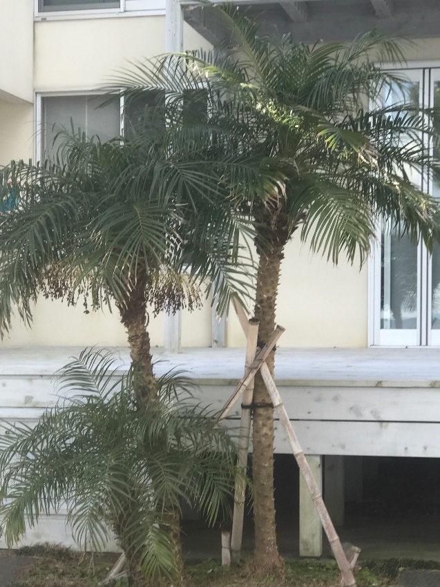 取り扱い商品 Palm ヤシの木販売 神奈川県 湘南 横浜 椰子 パームツリー 外構工事 洋風ガーデン エクステリア So Garden
