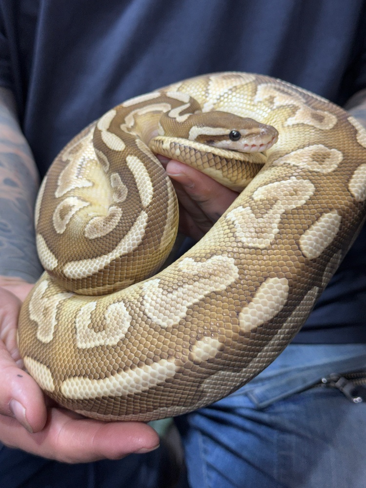 お値下げ❣️バンブルビー　イグアナ親子　全長 25cm お値下げ❣️バンブルビー イグアナ親子 全長 25cm