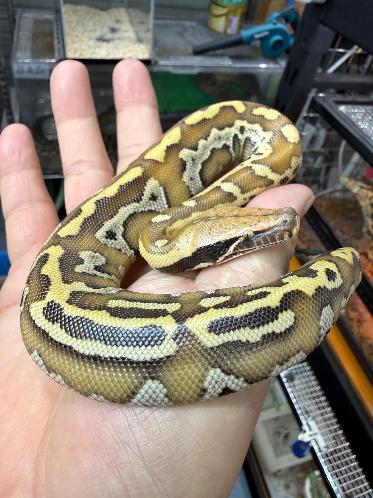 ♢ボア・パイソン | LOJ