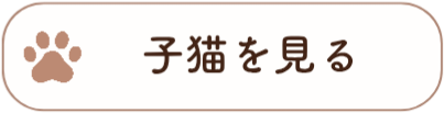 子猫紹介