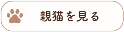 親猫紹介